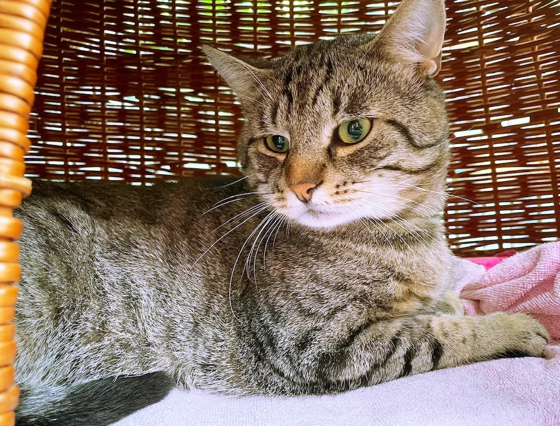 Eugen, male European Shorthair for adoption at Katzenschutz Göppingen-Donzdorf, Donzdorf