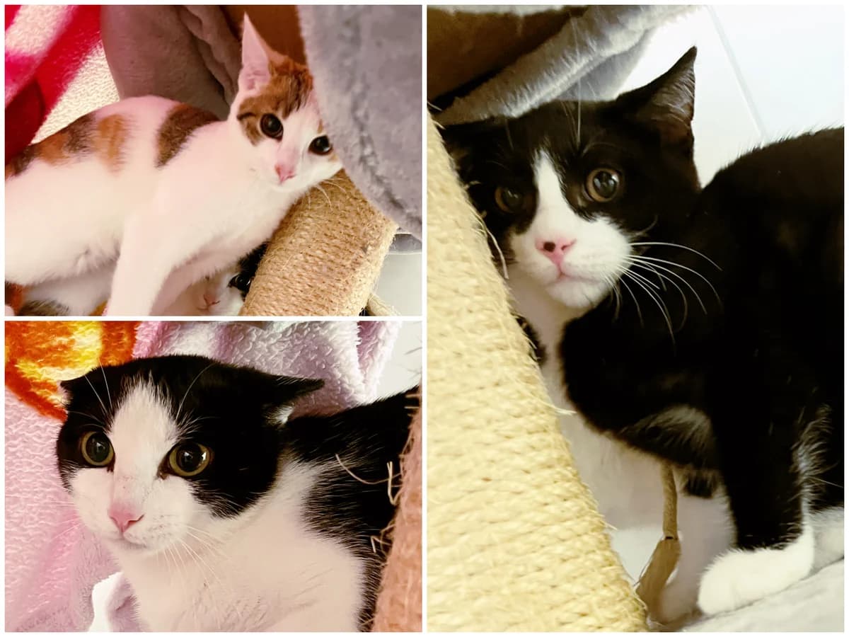 Frieda, Theo und Theodor, female puppy European Shorthair for adoption at Katzenschutz Göppingen-Donzdorf, Donzdorf