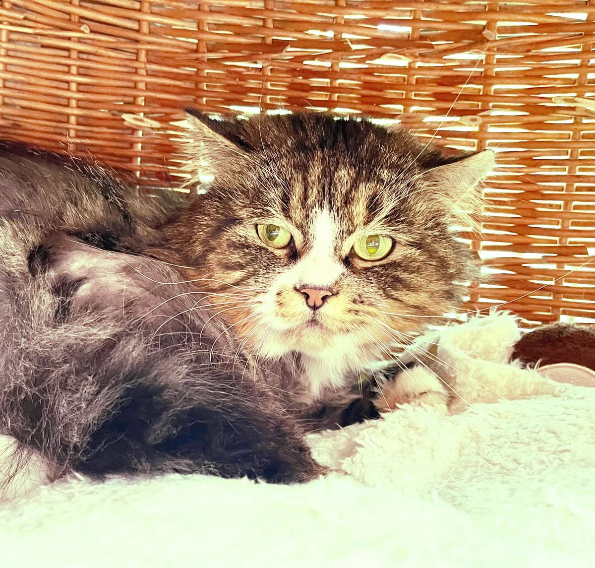 Frieder, male Mixed Breed for adoption at Katzenschutz Göppingen-Donzdorf, Donzdorf