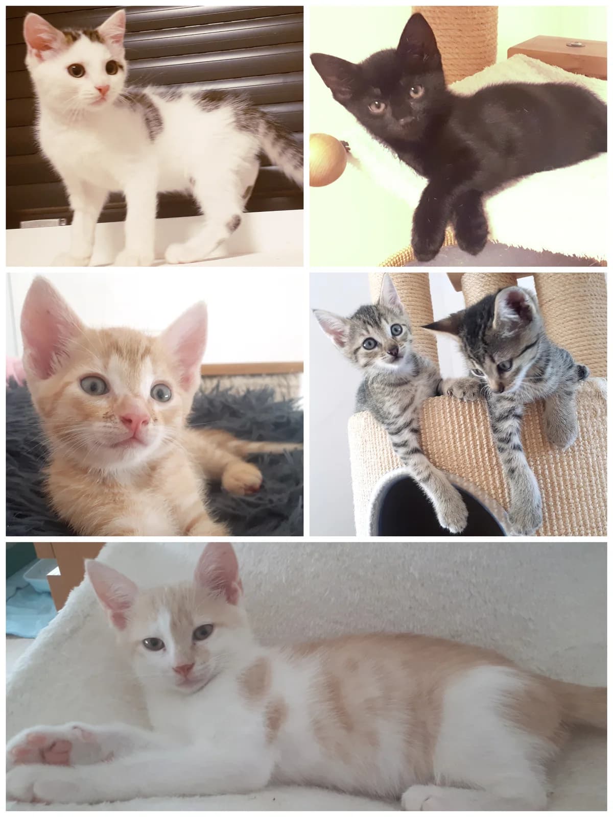 Ginger, Matti, Maiky, Nilsi, Naddy und Prinz, female puppy European Shorthair for adoption at Katzenschutz Göppingen-Donzdorf, Donzdorf