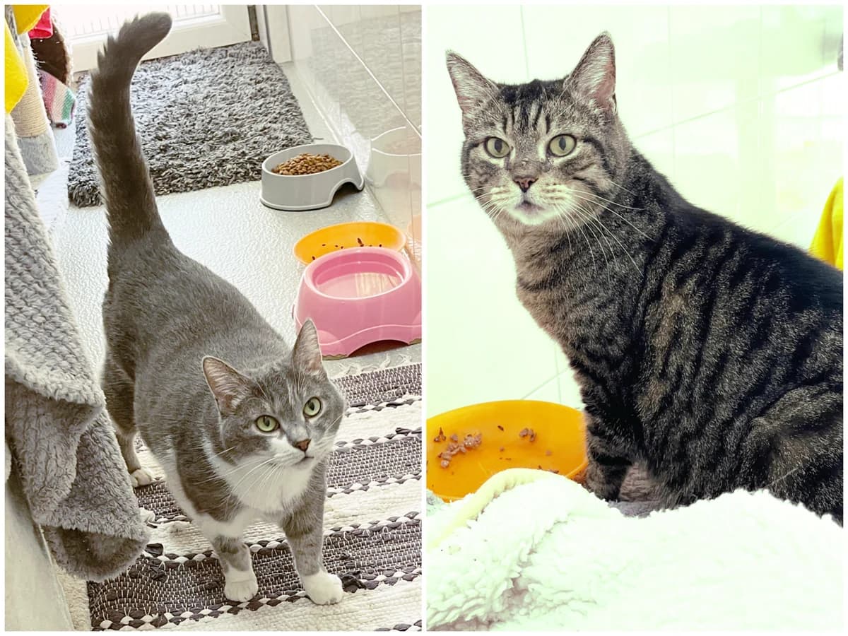 Hedda und Hilda, female European Shorthair for adoption at Katzenschutz Göppingen-Donzdorf, Donzdorf