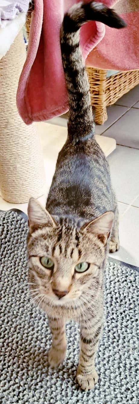 Jo, male European Shorthair for adoption at Katzenschutz Göppingen-Donzdorf, Donzdorf
