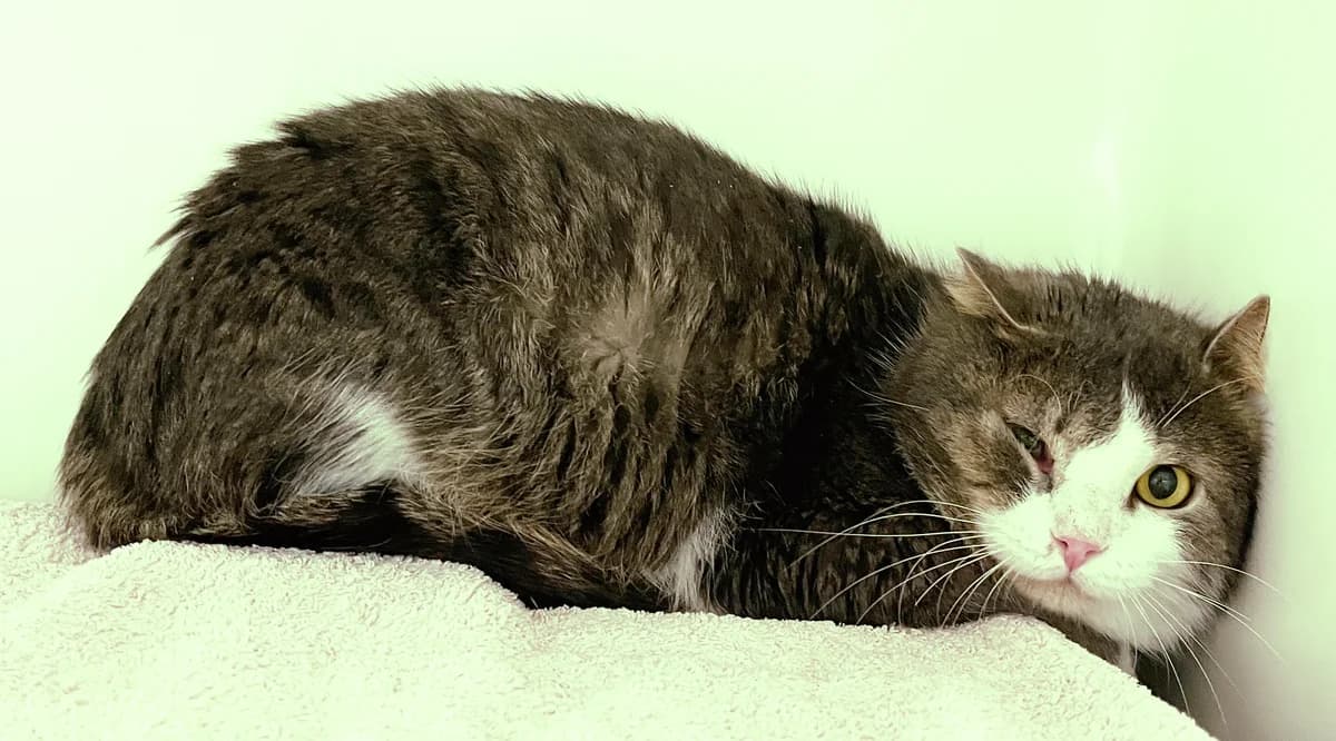 Jovi, male European Shorthair for adoption at Katzenschutz Göppingen-Donzdorf, Donzdorf