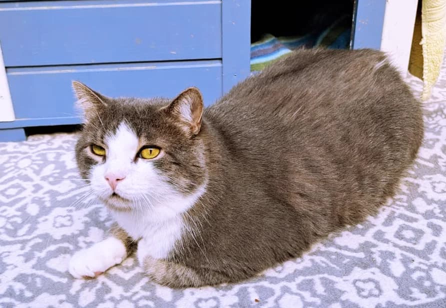 Jovi, male European Shorthair for adoption at Katzenschutz Göppingen-Donzdorf, Donzdorf