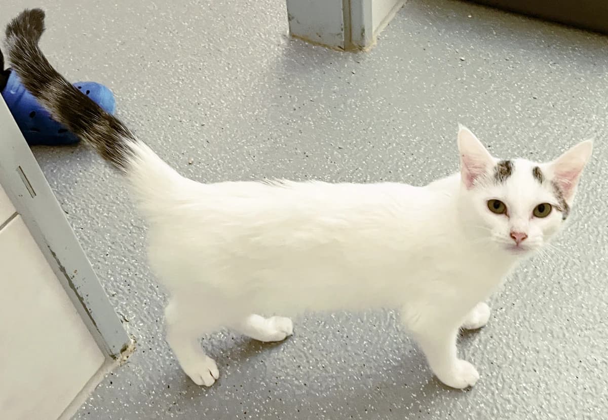 Katja, female puppy European Shorthair for adoption at Katzenschutz Göppingen-Donzdorf, Donzdorf