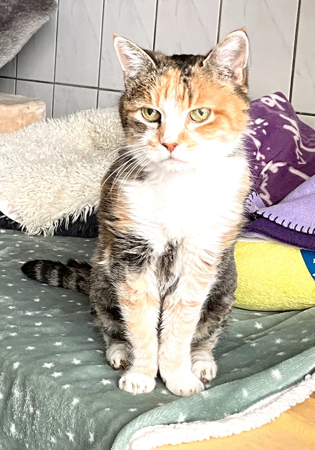 Kornelia, female European Shorthair for adoption at Katzenschutz Göppingen-Donzdorf, Donzdorf