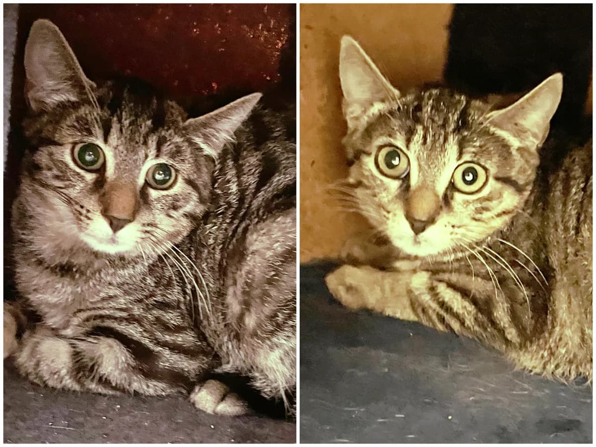 Lina und Nala, female young European Shorthair for adoption at Katzenschutz Göppingen-Donzdorf, Donzdorf