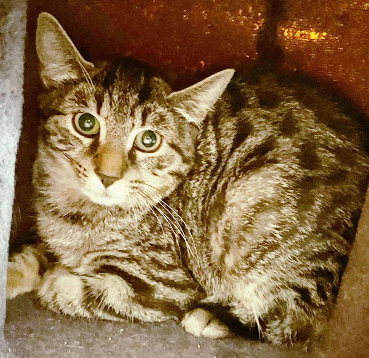 Lina, female young European Shorthair for adoption at Katzenschutz Göppingen-Donzdorf, Donzdorf