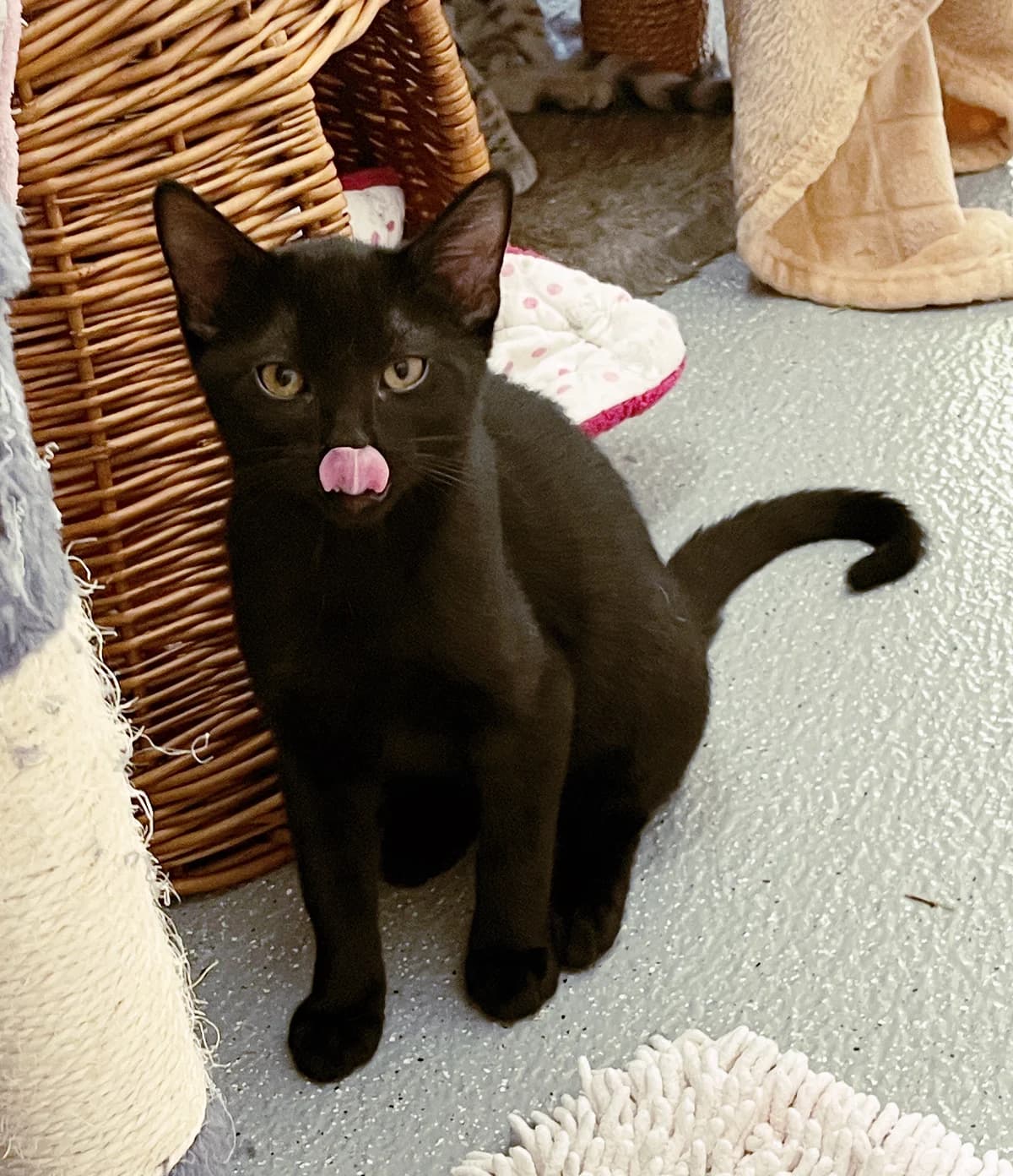 Liu, male puppy European Shorthair for adoption at Katzenschutz Göppingen-Donzdorf, Donzdorf