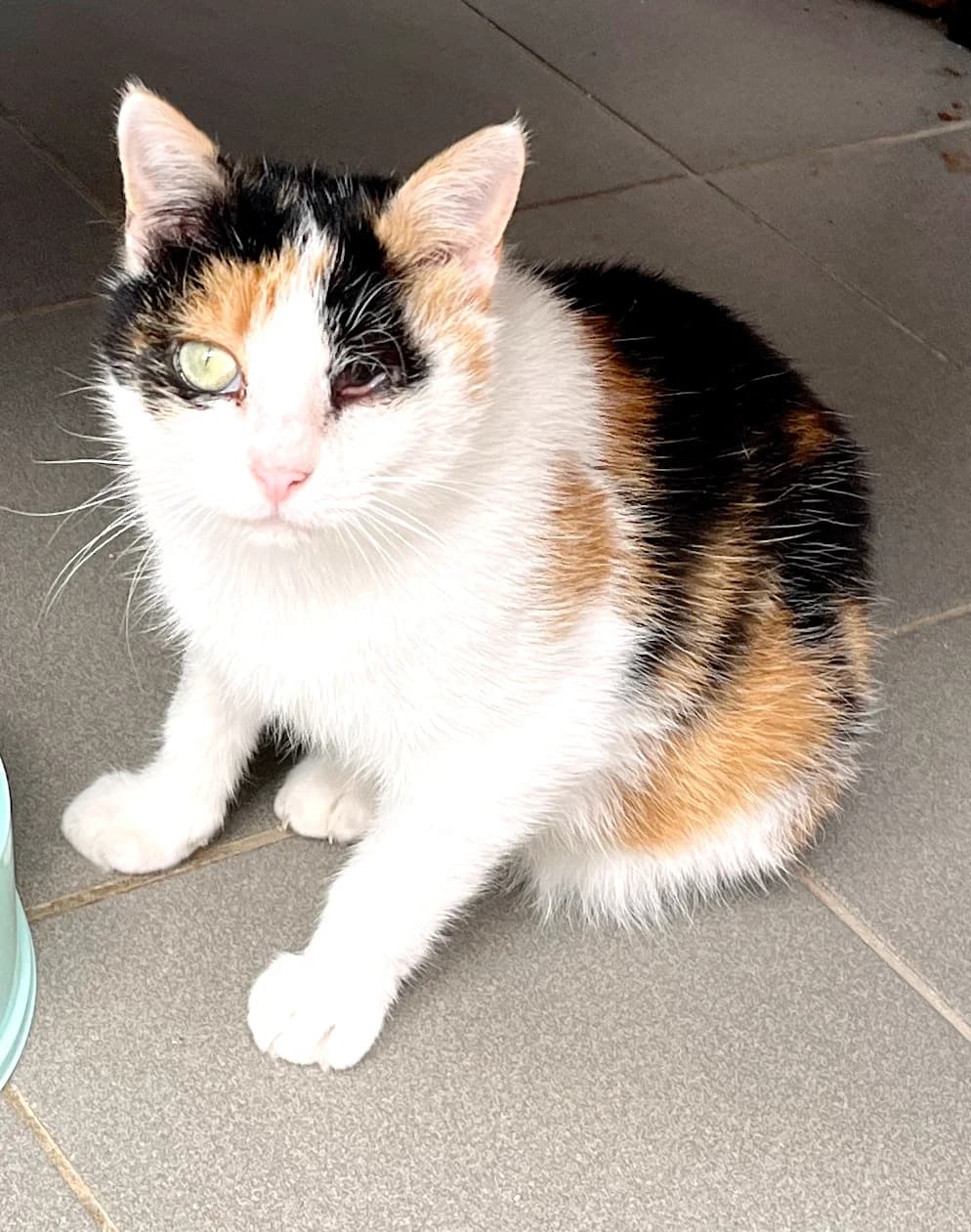 Luana, female European Shorthair for adoption at Katzenschutz Göppingen-Donzdorf, Donzdorf