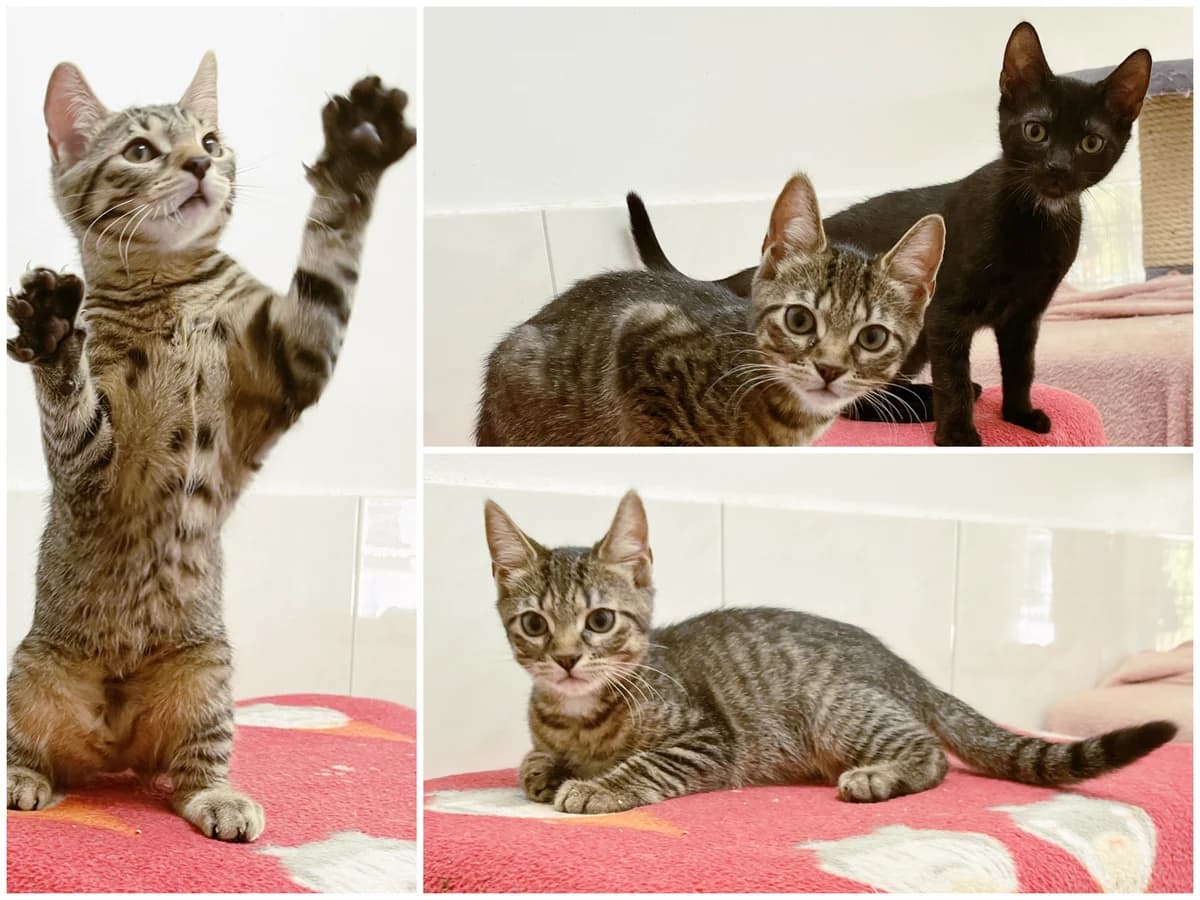 Mikado, Murmel und Mupfel, male puppy European Shorthair for adoption at Katzenschutz Göppingen-Donzdorf, Donzdorf