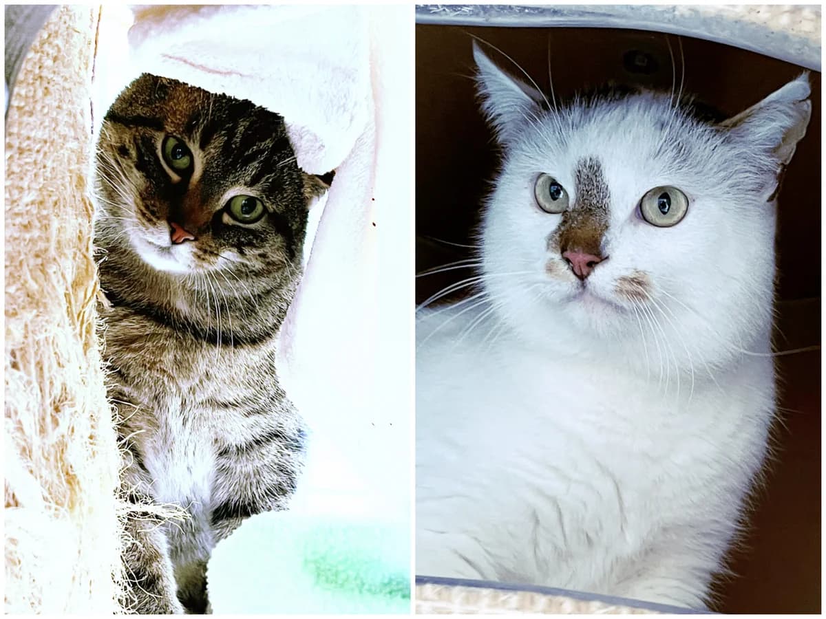 Momo und Urmel, female 6yo European Shorthair for adoption at Katzenschutz Göppingen-Donzdorf, Donzdorf
