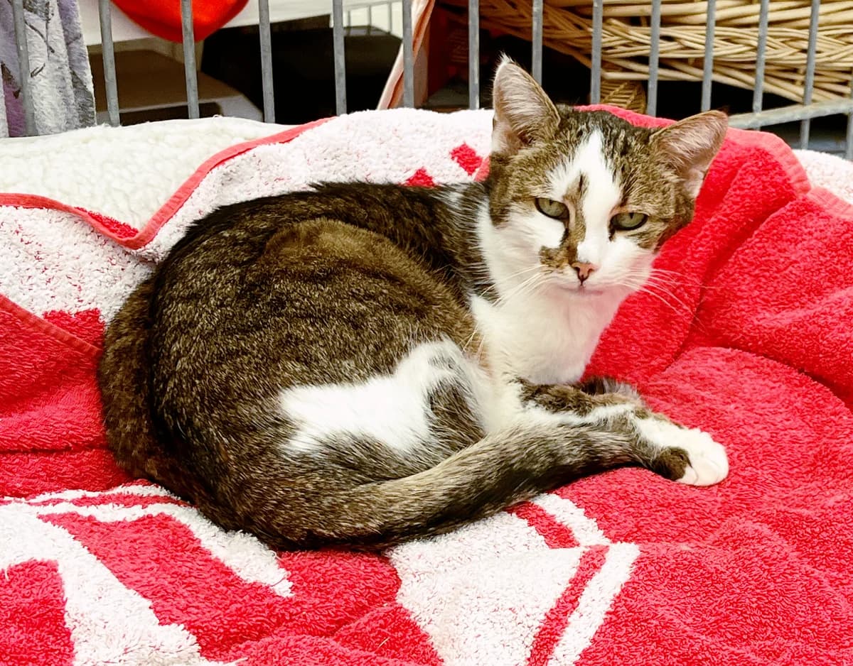 Numi, weiß female senior European Shorthair for adoption at Katzenschutz Göppingen-Donzdorf, Donzdorf