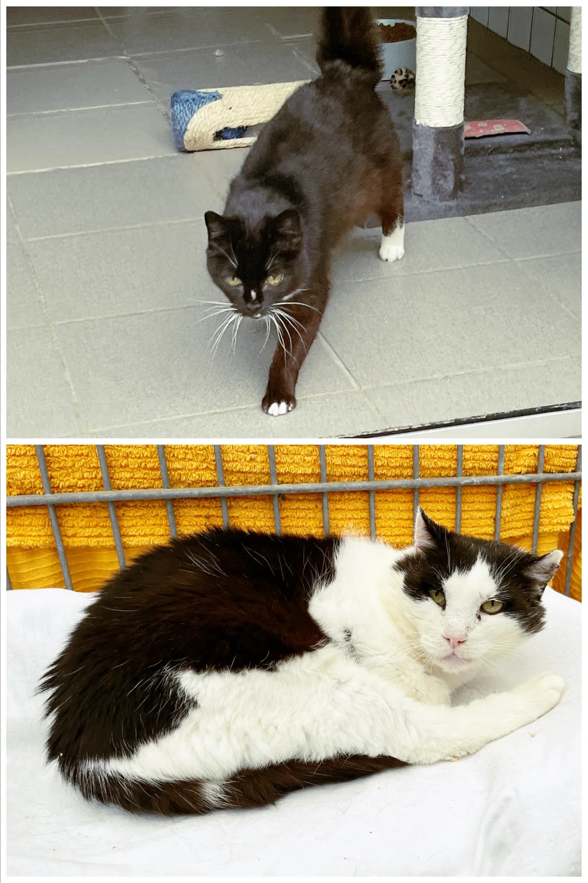 Melissa und Purzel suchen unabhängig voneinander einen Pflegeplatz, female senior European Shorthair for adoption at Katzenschutz Göppingen-Donzdorf, Donzdorf
