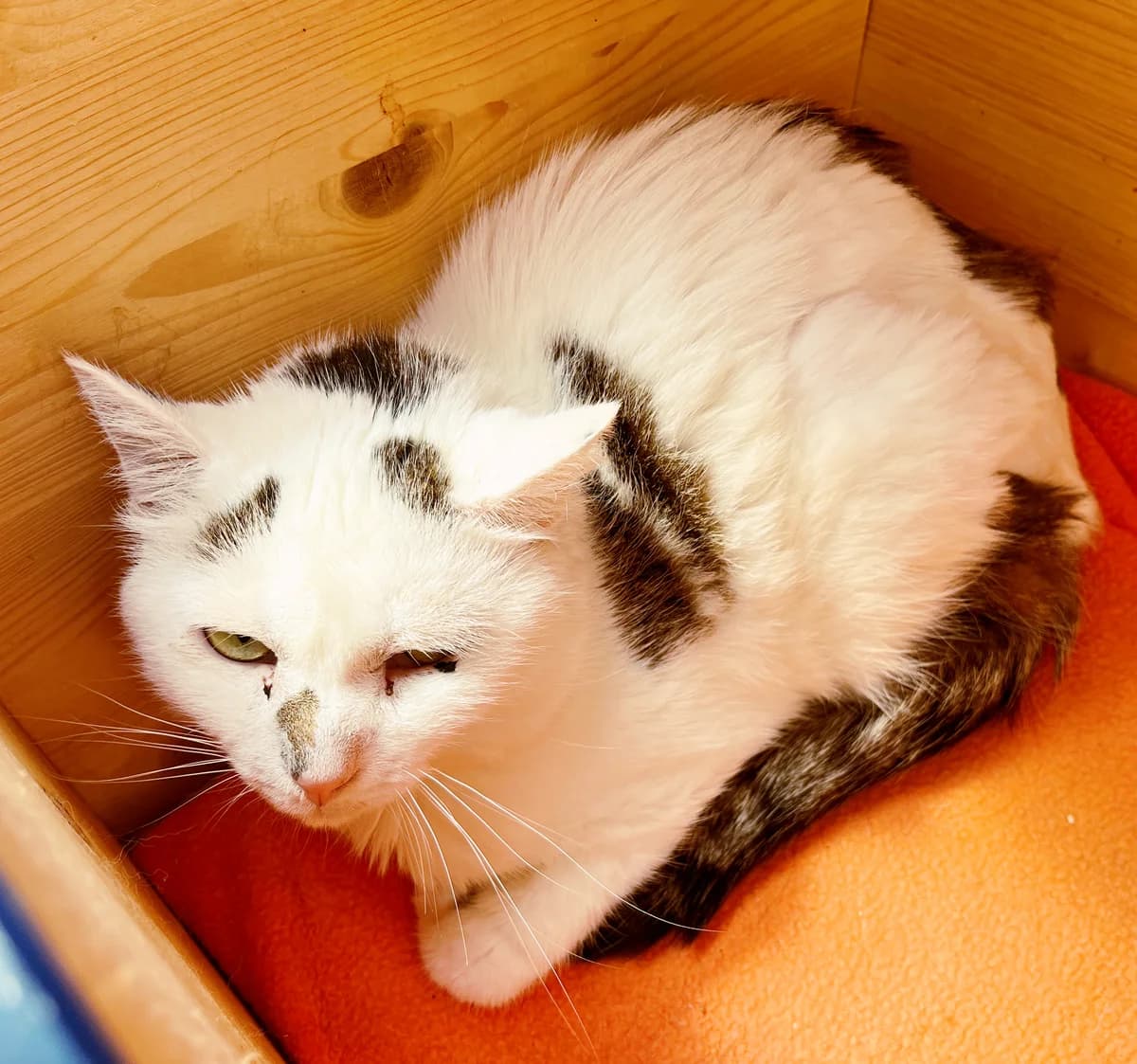 Robert, weiß male European Shorthair for adoption at Katzenschutz Göppingen-Donzdorf, Donzdorf