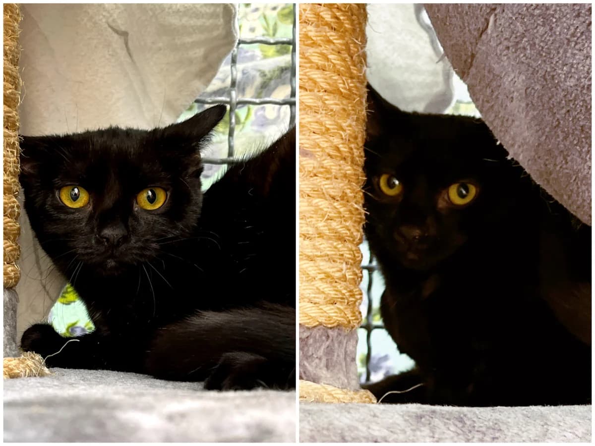 Pina und Vanni, female young European Shorthair for adoption at Katzenschutz Göppingen-Donzdorf, Donzdorf