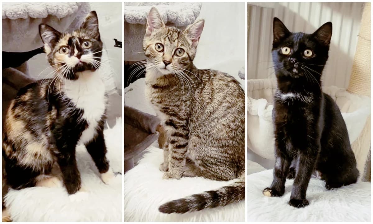 Schatzi, Hasi und Mausi, female puppy European Shorthair for adoption at Katzenschutz Göppingen-Donzdorf, Donzdorf