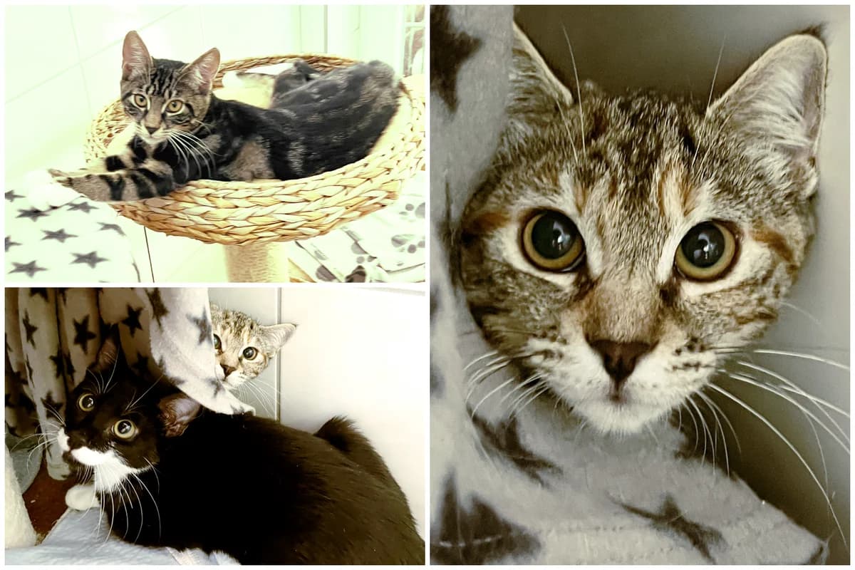 Simon, Ramon und Riley, female puppy European Shorthair for adoption at Katzenschutz Göppingen-Donzdorf, Donzdorf