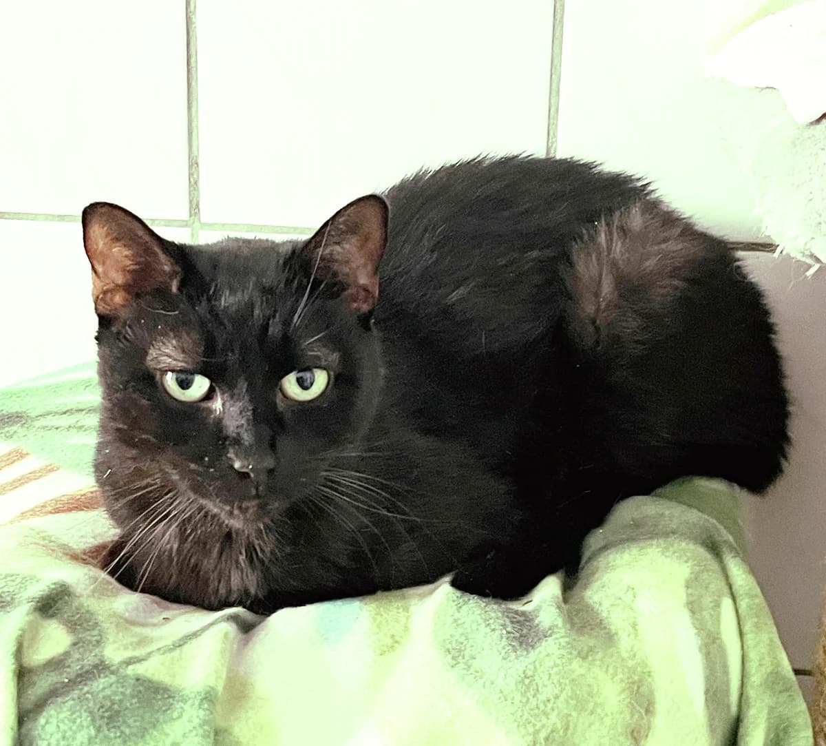 Stanley, male European Shorthair for adoption at Katzenschutz Göppingen-Donzdorf, Donzdorf