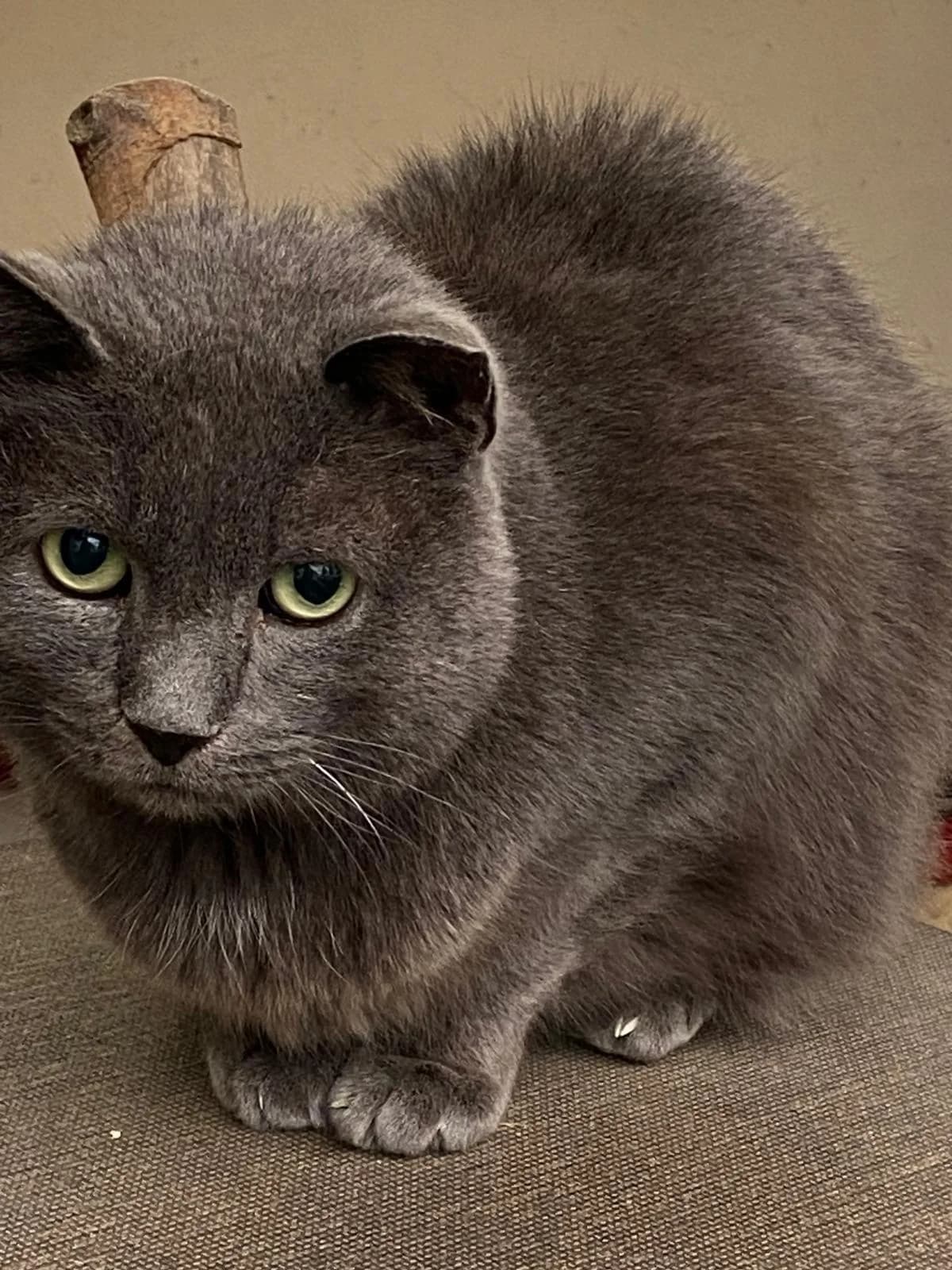 HERR WAGNER, male senior British Shorthair for adoption at Katzenschutzbund, Brüggen-Bracht