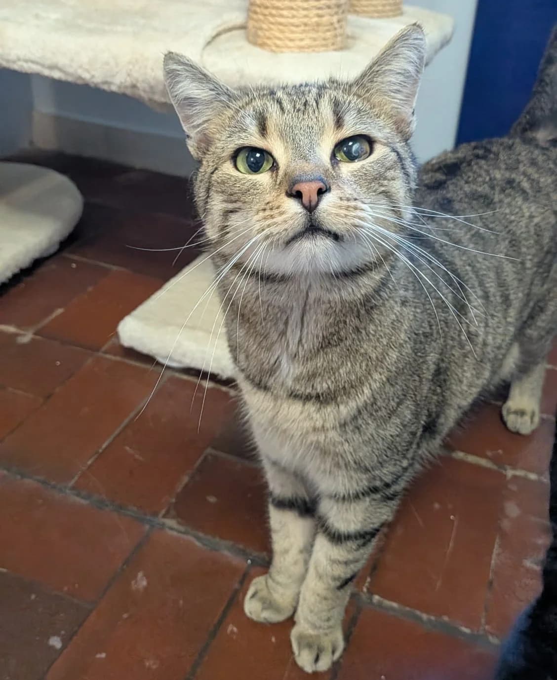 OTTO, male 3yo mixed breed for adoption at Katzenschutzbund, Brüggen-Bracht