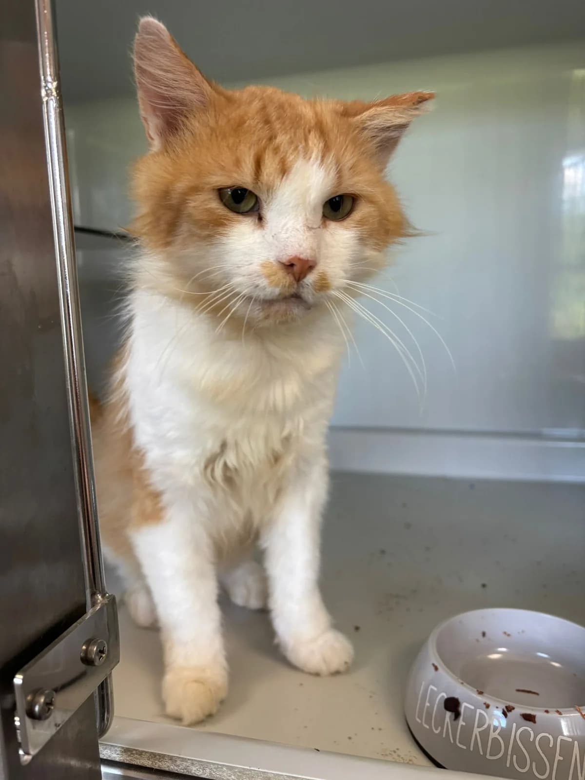 IKKE, male senior mixed breed for adoption at Katzenschutzbund, Brüggen-Bracht
