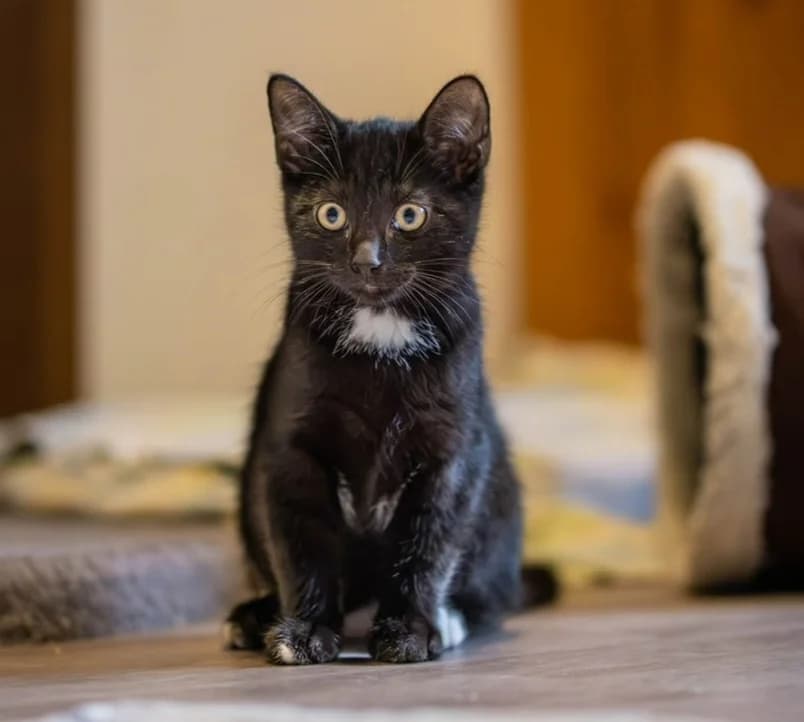 HARDY, male puppy mixed breed for adoption at Katzenschutzbund, Brüggen-Bracht