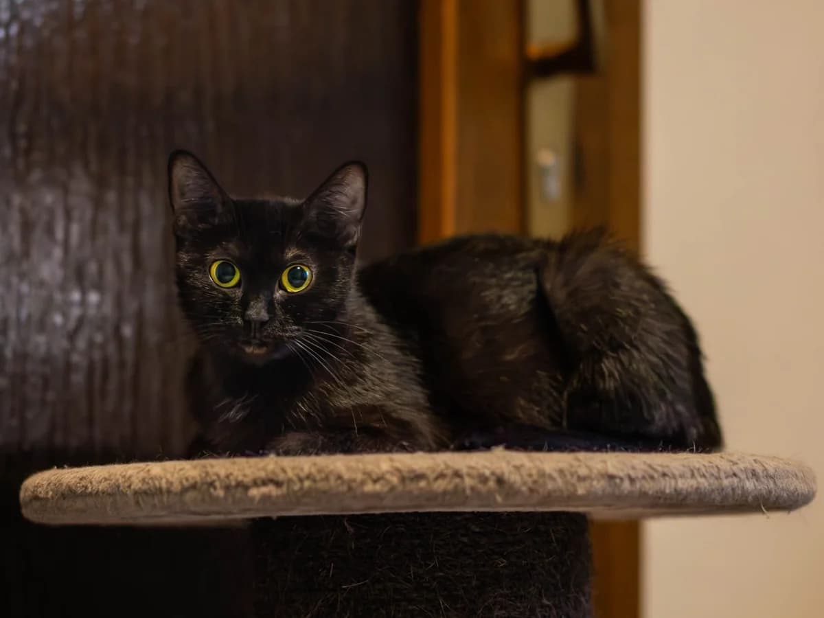 HEDI, female 4yo mixed breed for adoption at Katzenschutzbund, Brüggen-Bracht