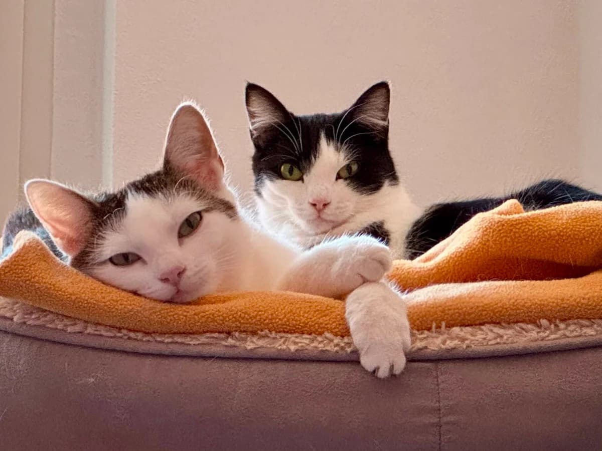 ROSALIE + ERNA, female young mixed breed for adoption at Katzenschutzbund, Brüggen-Bracht