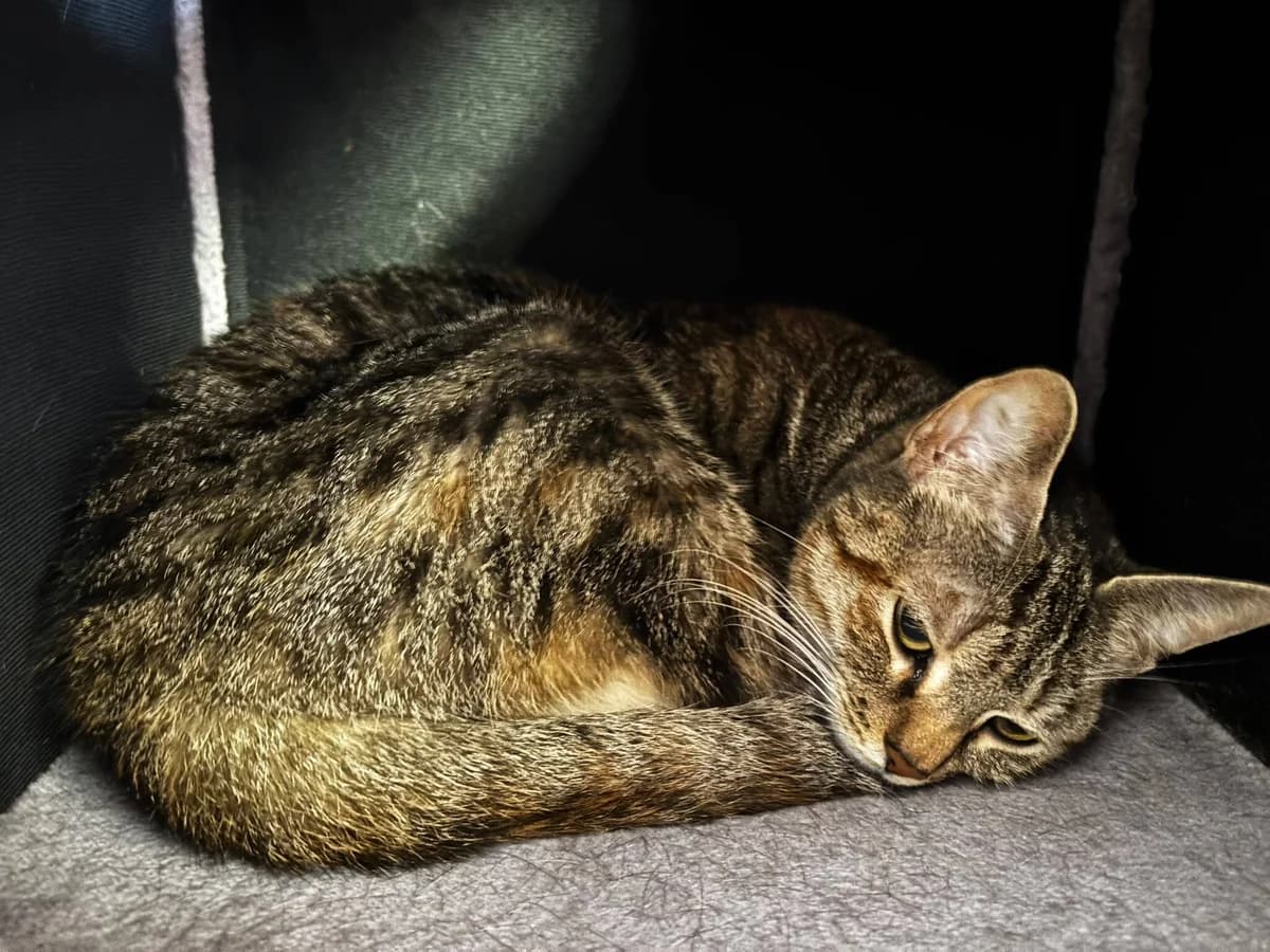 SORAYA, female 4yo mixed breed for adoption at Katzenschutzbund, Brüggen-Bracht