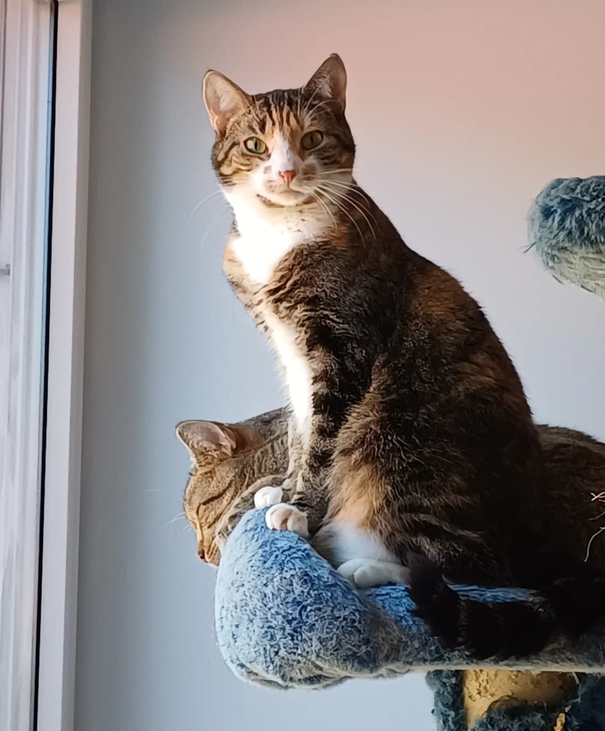 OTTO +, female 3yo mixed breed for adoption at Katzenschutzbund, Brüggen-Bracht