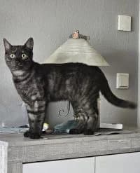 Gismo braucht dich, female Mixed Breed for adoption at Katzenschutzbund Düsseldorf