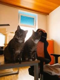 Kater Fox und Falco, female senior Mixed Breed for adoption at Katzenschutzbund Düsseldorf