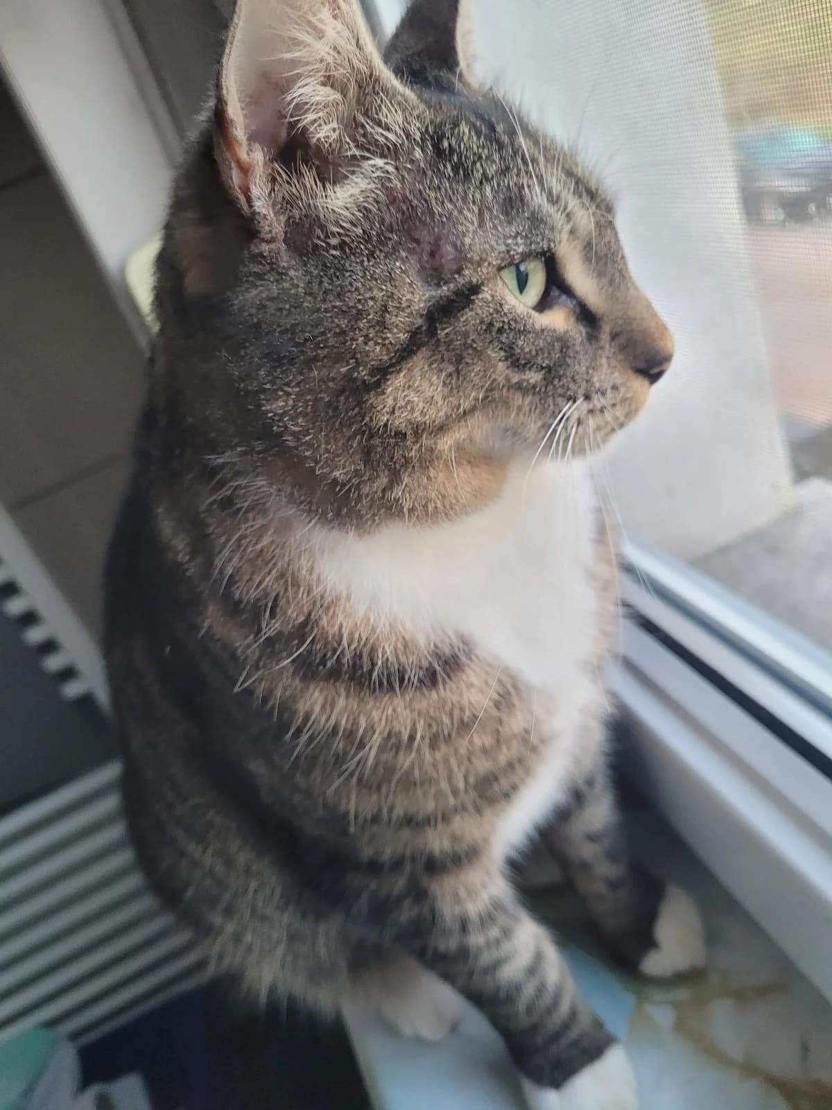 Kater Merci, male young Mixed Breed for adoption at Katzenschutzbund Düsseldorf