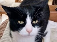 Katze Minou, female senior Mixed Breed for adoption at Katzenschutzbund Düsseldorf