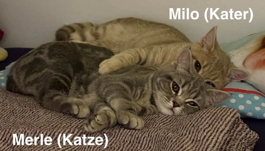 Milo und Merle, merle female puppy Mixed Breed for adoption at Katzenschutzbund Düsseldorf
