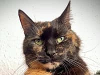 Neues Zuhause für Dicki & Kleine gesucht, female senior Mixed Breed for adoption at Katzenschutzbund Düsseldorf