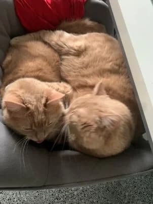 Sammy und Joschi suchen ein neues Zuhause, female 6yo Mixed Breed for adoption at Katzenschutzbund Düsseldorf