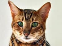 Zümrüt sucht ein liebevolles Für-immer-Zuhause, female Mixed Breed for adoption at Katzenschutzbund Düsseldorf