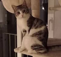 Alva, female 5yo British Shorthair for adoption at Katzenschutzbund Essen, Essen
