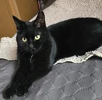 Amy, female 3yo European Shorthair for adoption at Katzenschutzbund Essen, Essen