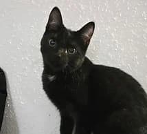 Blume, female puppy European Shorthair for adoption at Katzenschutzbund Essen, Essen