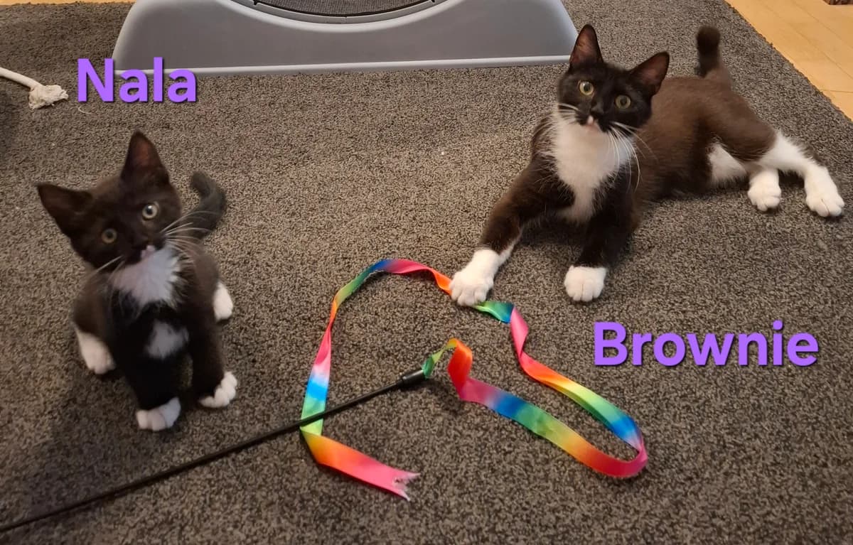 Findus (hinten) + Mira, puppy European Shorthair for adoption at Katzenschutzbund Essen, Essen