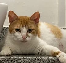 Mango, female 5yo European Shorthair for adoption at Katzenschutzbund Essen, Essen