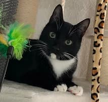 Mina, female young European Shorthair for adoption at Katzenschutzbund Essen, Essen