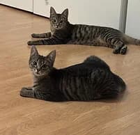 Nala + Brownie, female puppy European Shorthair for adoption at Katzenschutzbund Essen, Essen