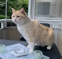 PlΓΌschi, male senior British Shorthair for adoption at Katzenschutzbund Essen, Essen