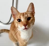 Turtle, female young European Shorthair for adoption at Katzenschutzbund Essen, Essen