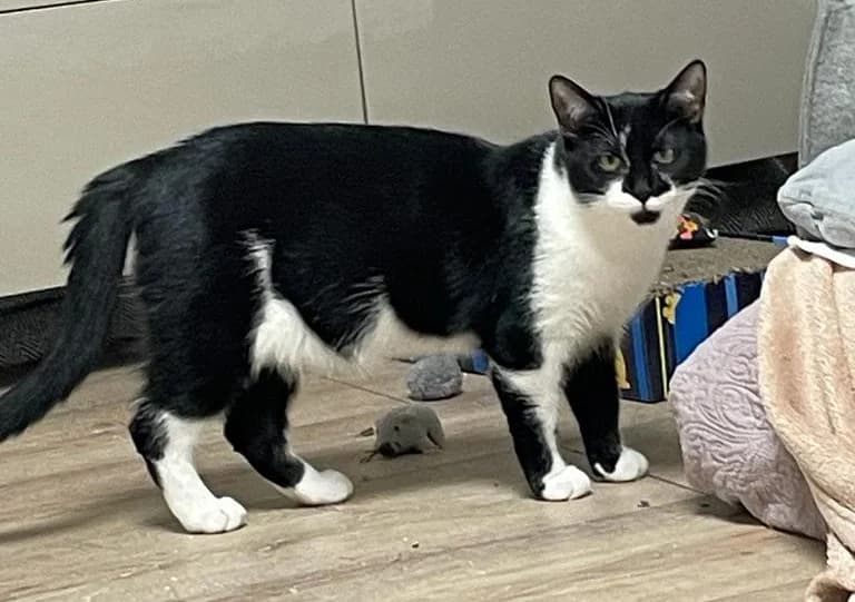 Jupp mit seinen Mädels Marie und Betty, weiß female 3yo Mixed Breed for adoption at Katzenschutzbund Köln, Köln