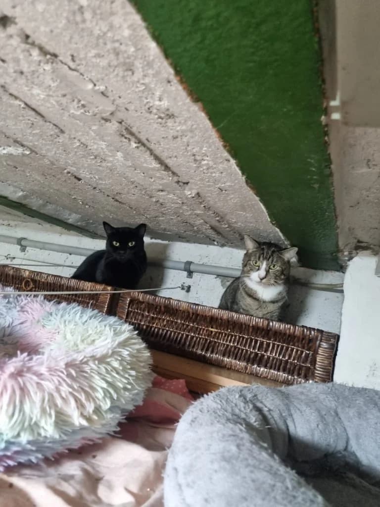 Horst und Carl //Sehr erfahrene Pflegestelle oder erfahrene Adoptanten gesucht, getigert female Mixed Breed for adoption at Katzenschutzbund Köln, Köln